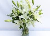 Classic White Lily