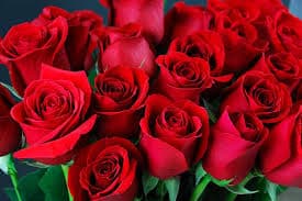 Premium Red Roses