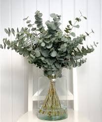 Eucalyptus Foliage