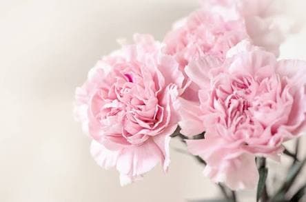 Pink Carnations