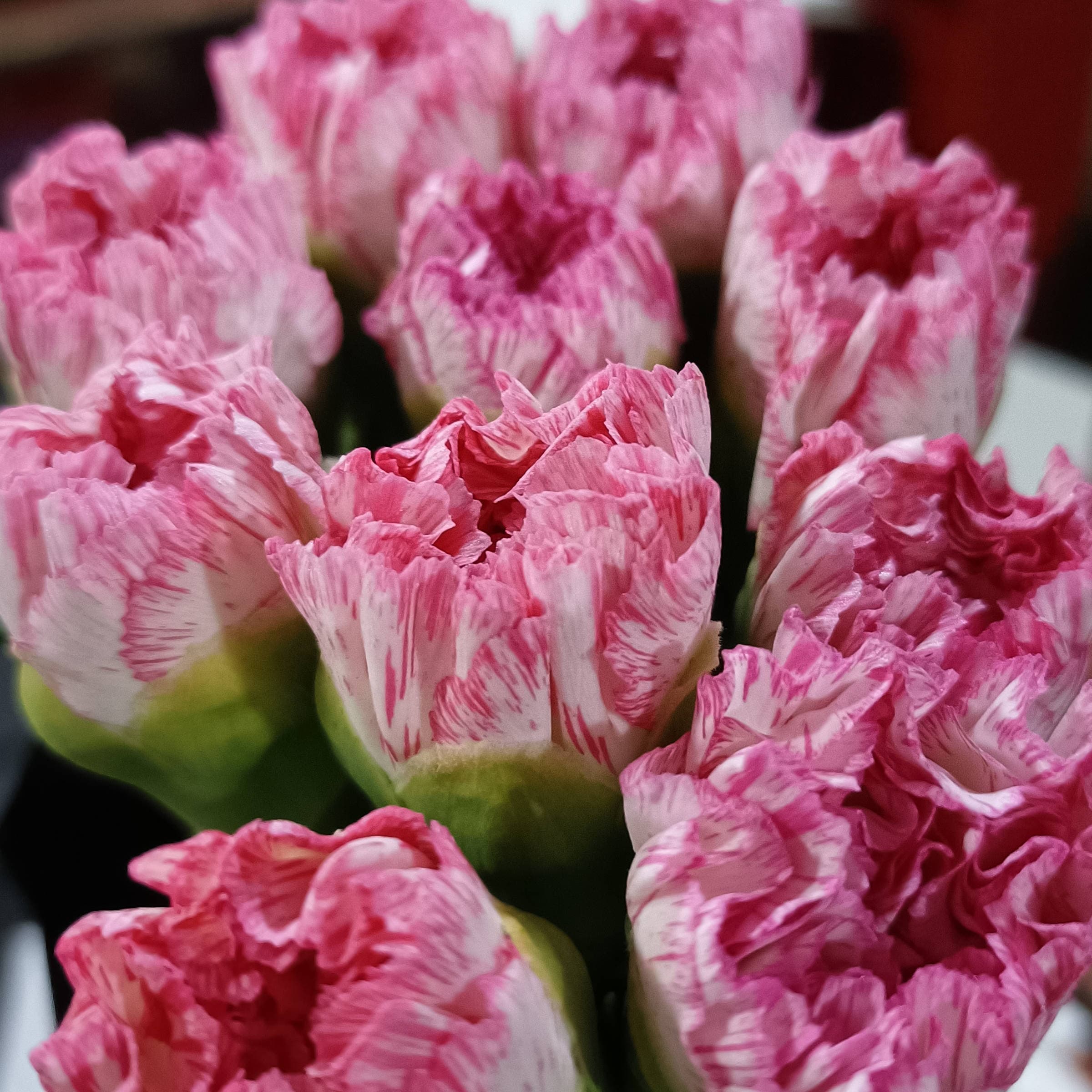 Happy Hour Carnation