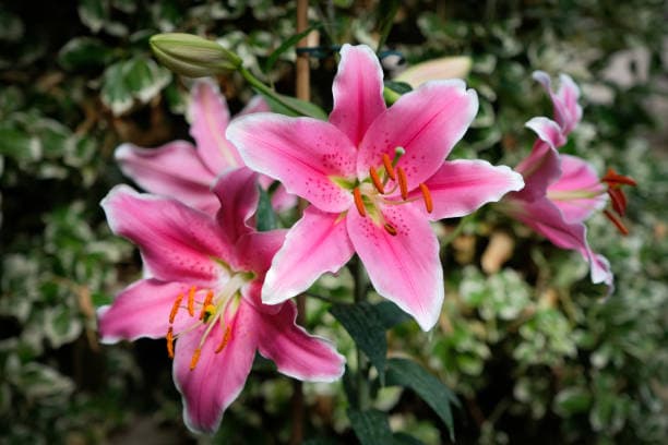 1-head Pink Lily
