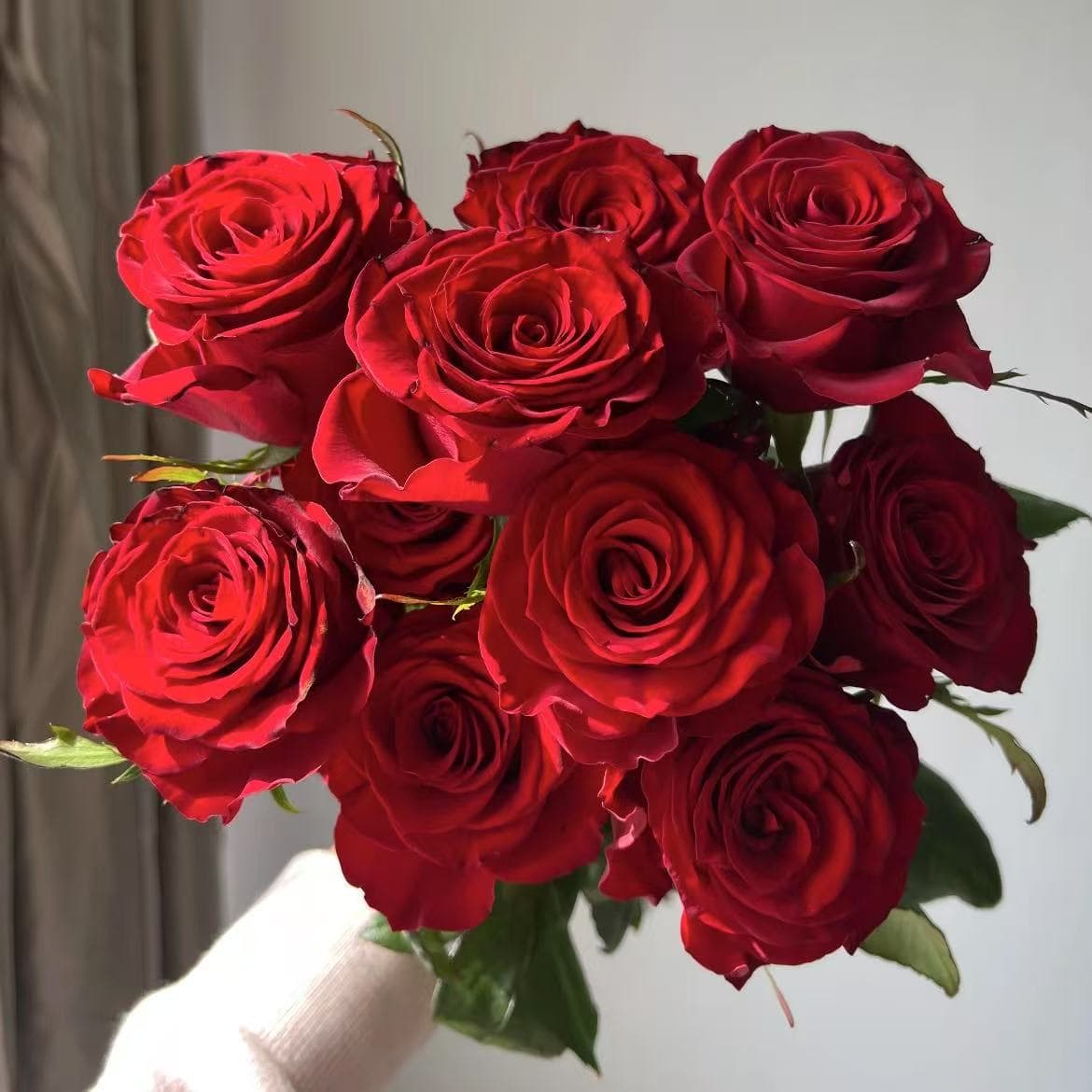 Highland Red Rose