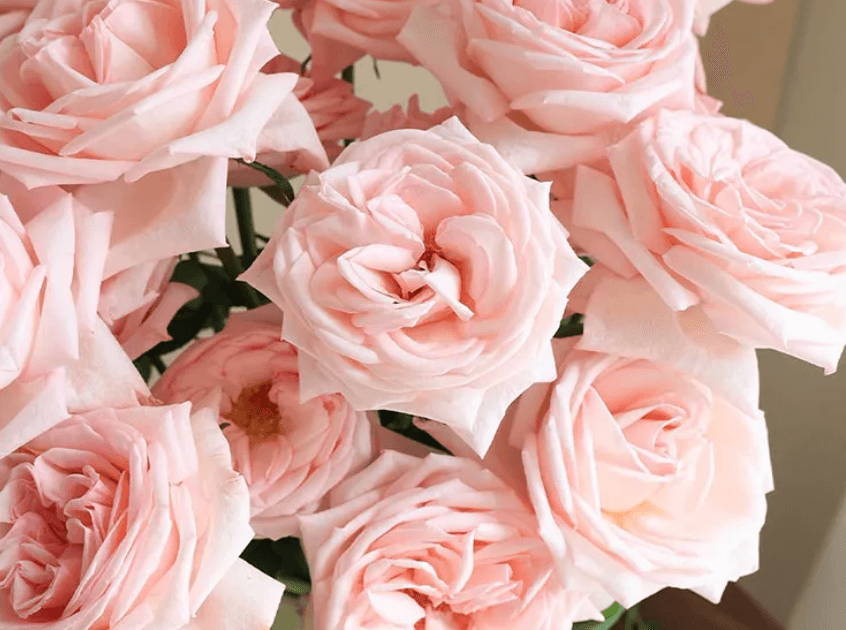Pink Lychee Rose