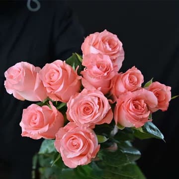 Pink Rose 'Diana' (4 rows)