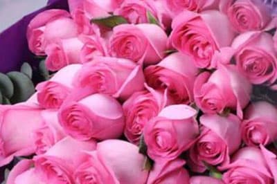 Rose 'Awakening'