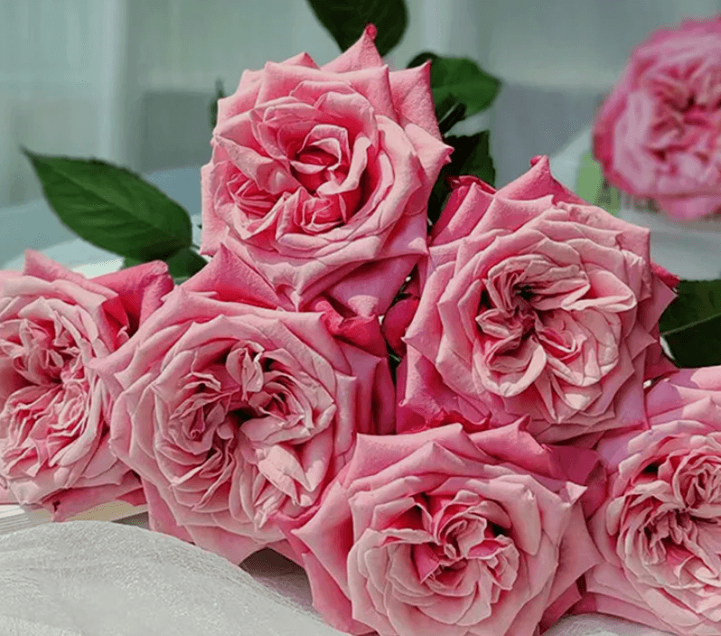 Rose 'Bestie'