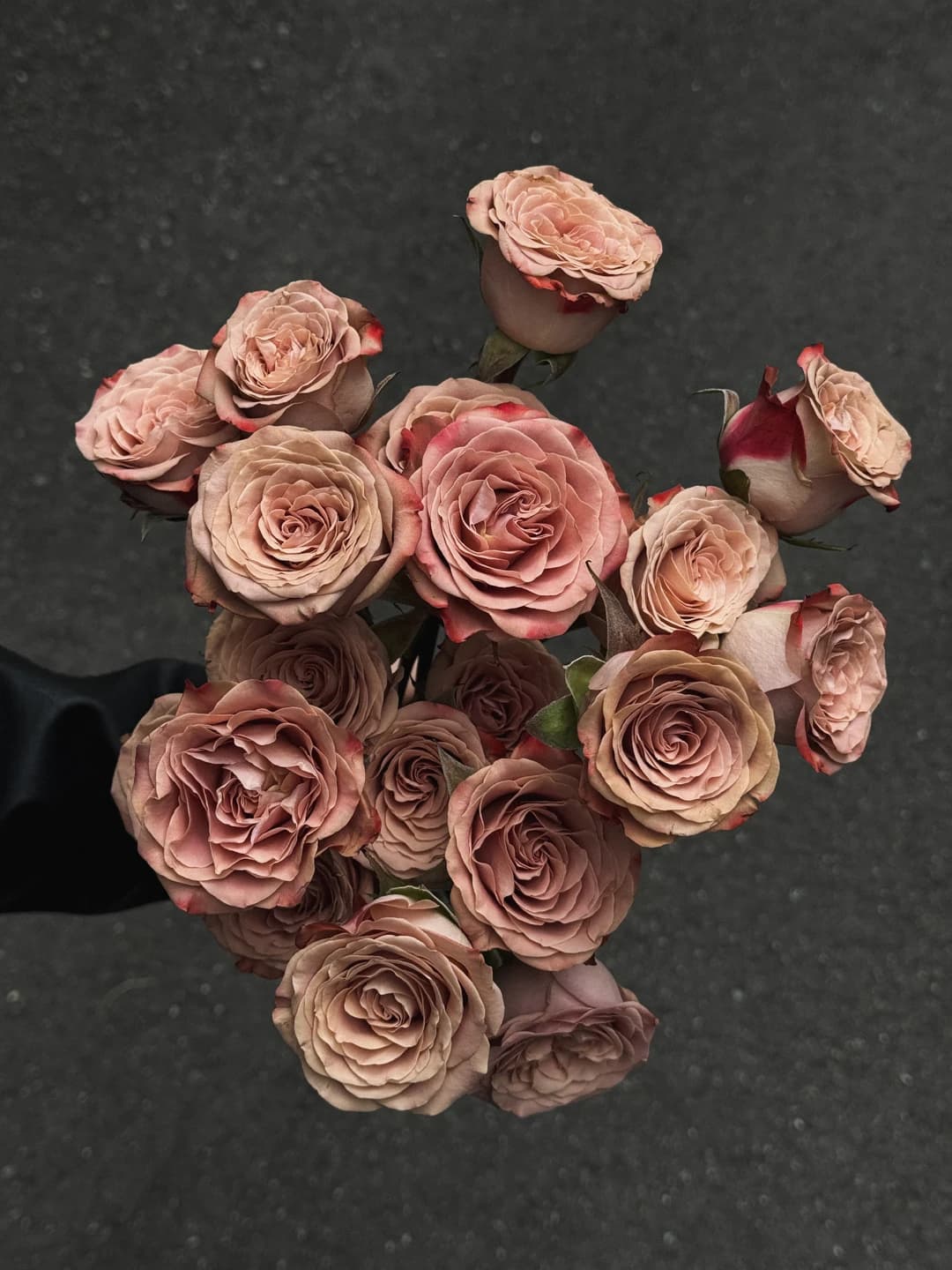Rose 'Cappuccino'