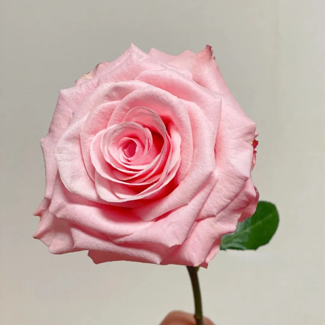 Rose 'Chord'