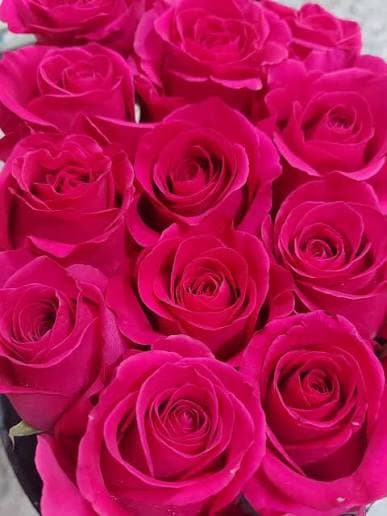 Rose 'Freud'