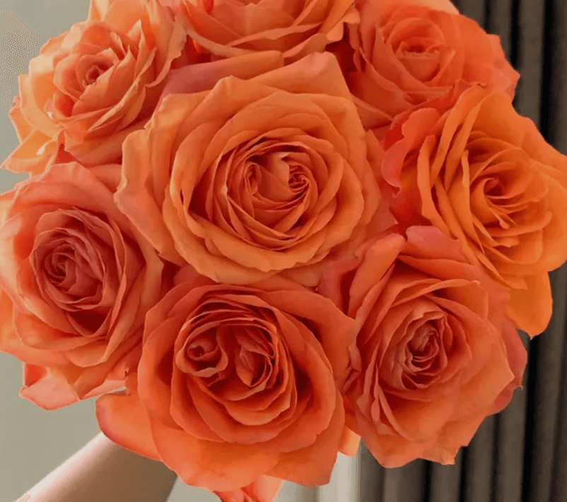 Rose 'King's Day'