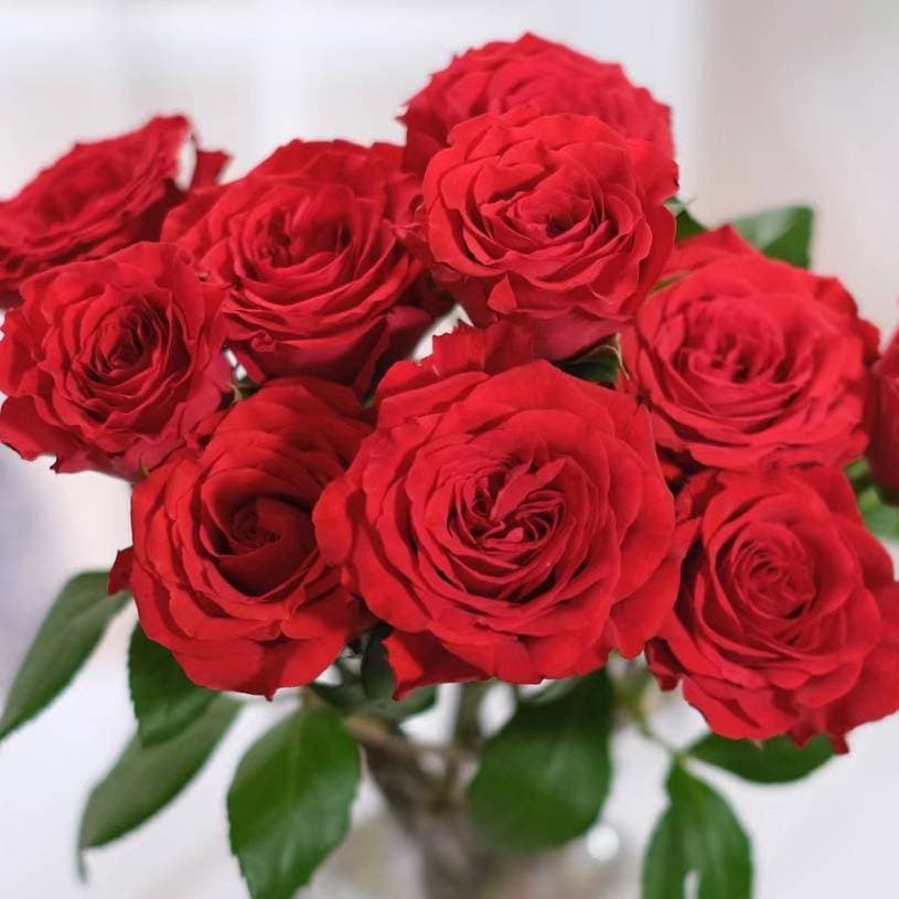 Rose 'Precious'