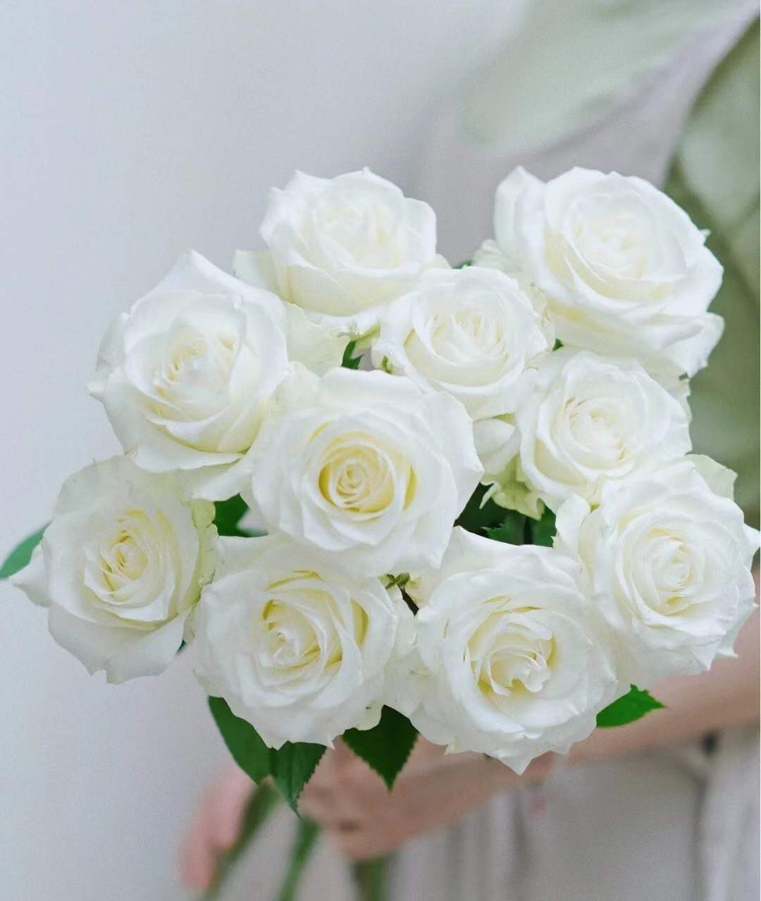 Rose 'Pride'
