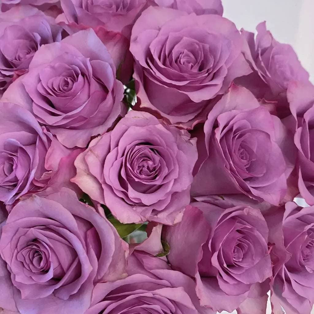 Rose 'Purple Fairy'