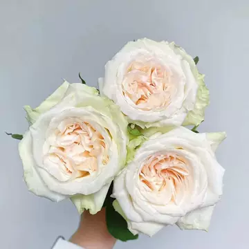 White Lychee Rose