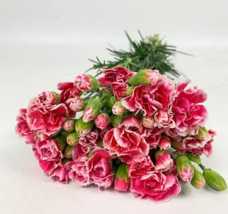 Cherry Prince Spray Carnation