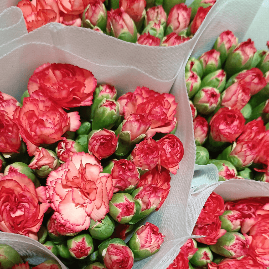 Joy Spray Carnation