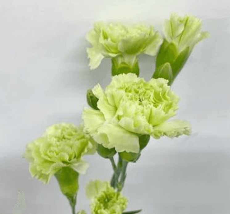 Green Carnation