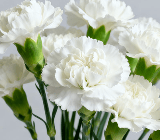 White Carnation