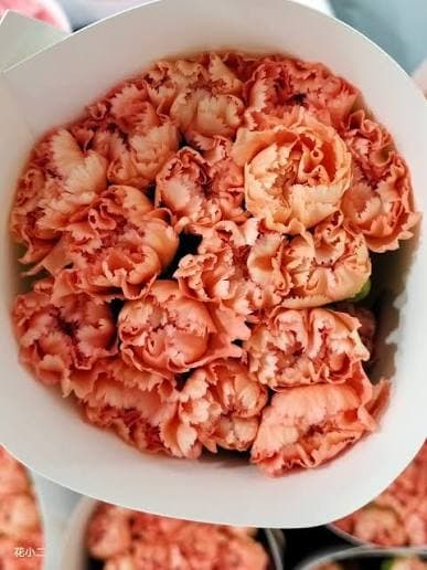 Orange Glow Carnation
