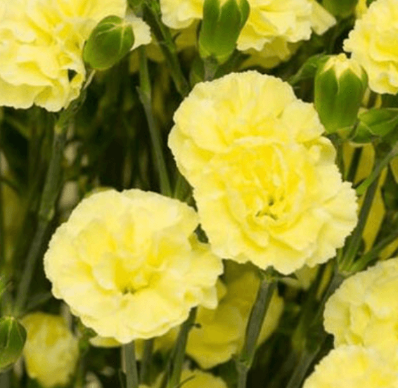 Yellow Carnation