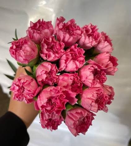 Little Peach Pink Carnation