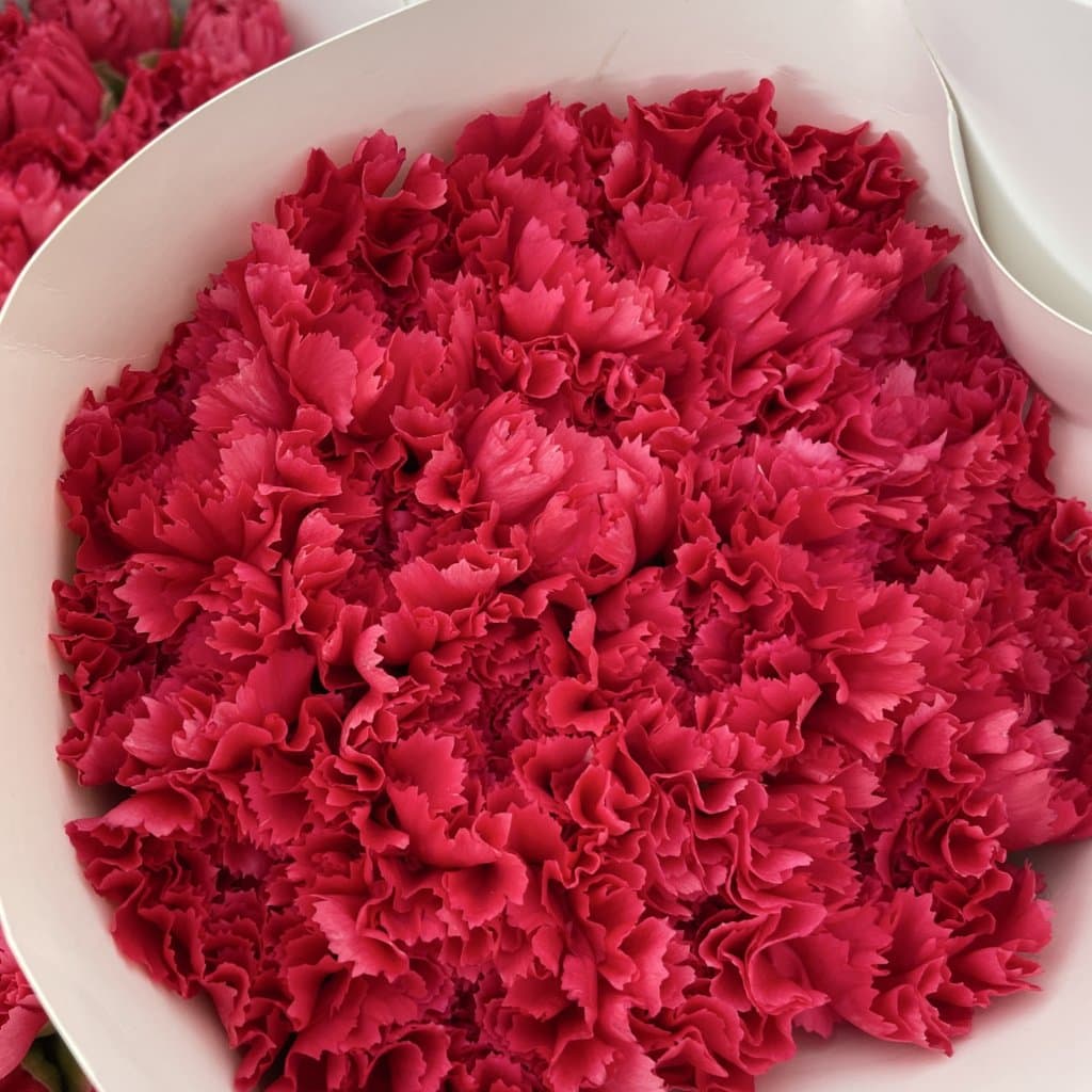 Peach Pink Carnation