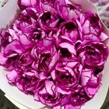 Purple Fairy Carnation