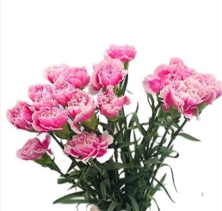 Smiling Face Carnation