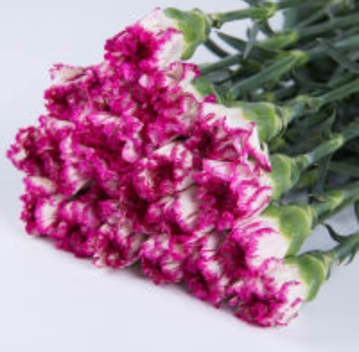 Purple Edge Carnation