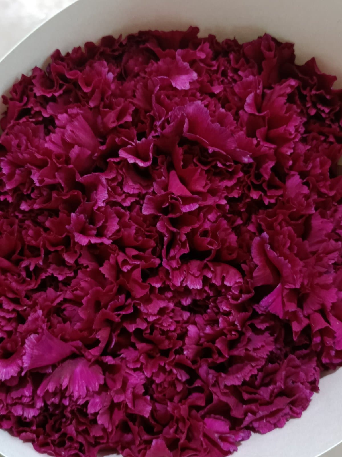 Amethyst Carnation