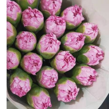 Fresh Style Carnation