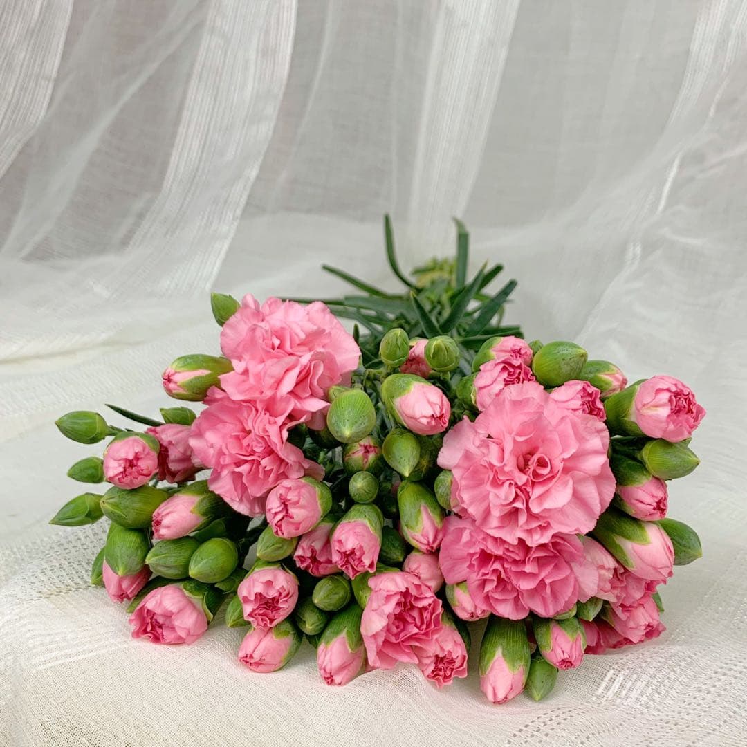 Pink Spray Carnation