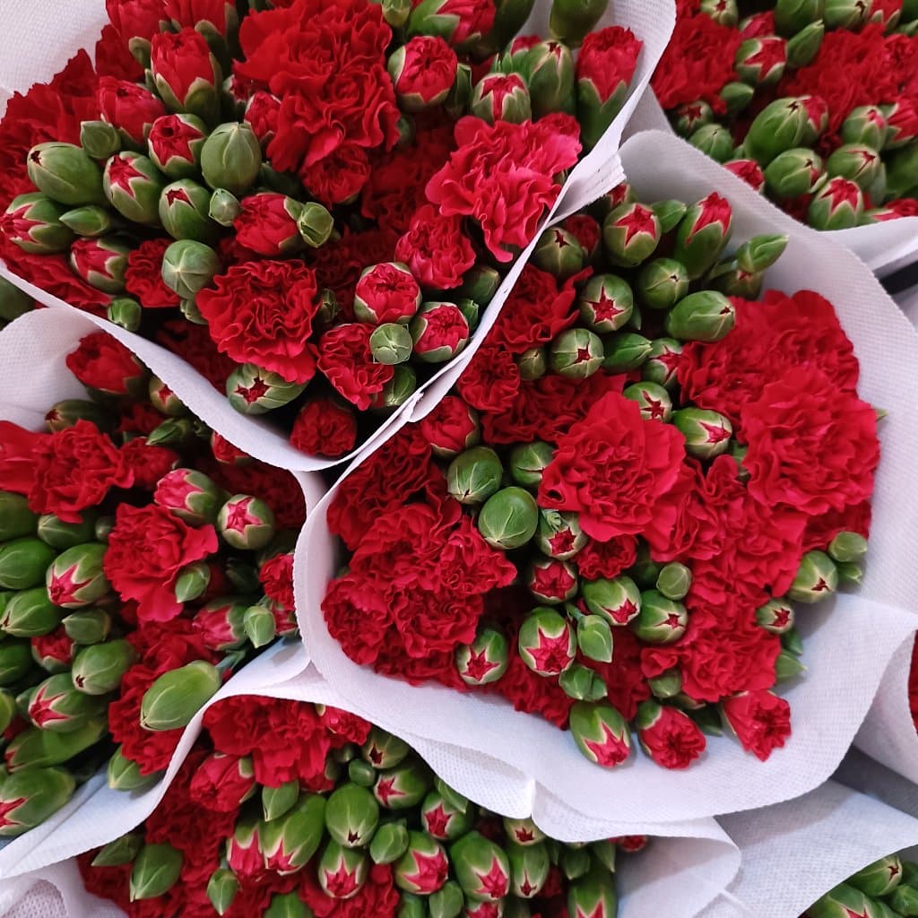 Red Spray Carnation