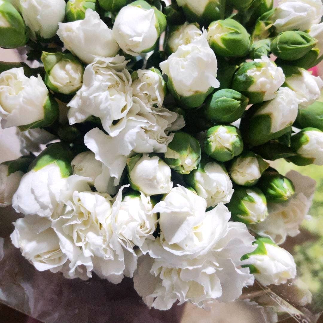 White Spray Carnation