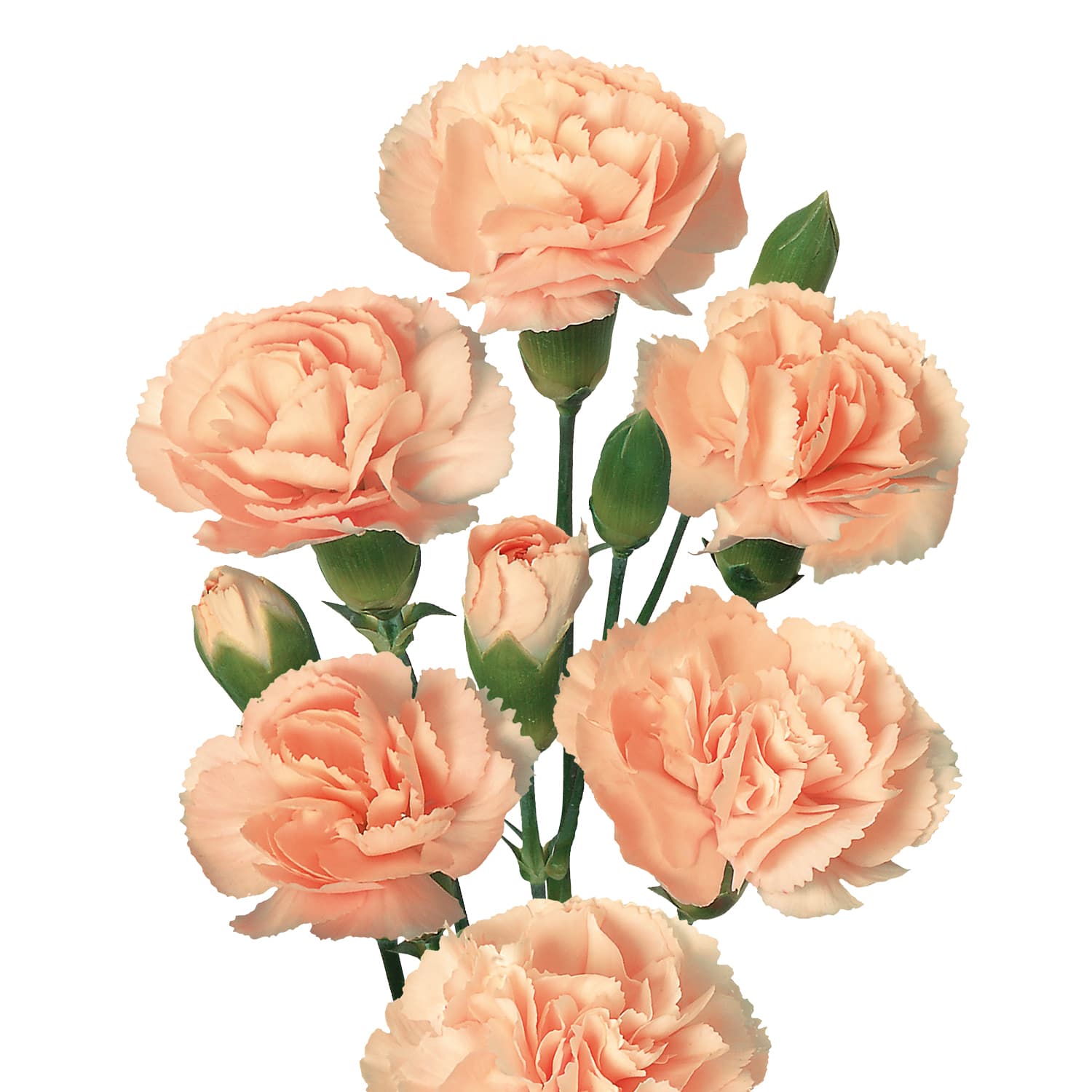 Orange Spray Carnation