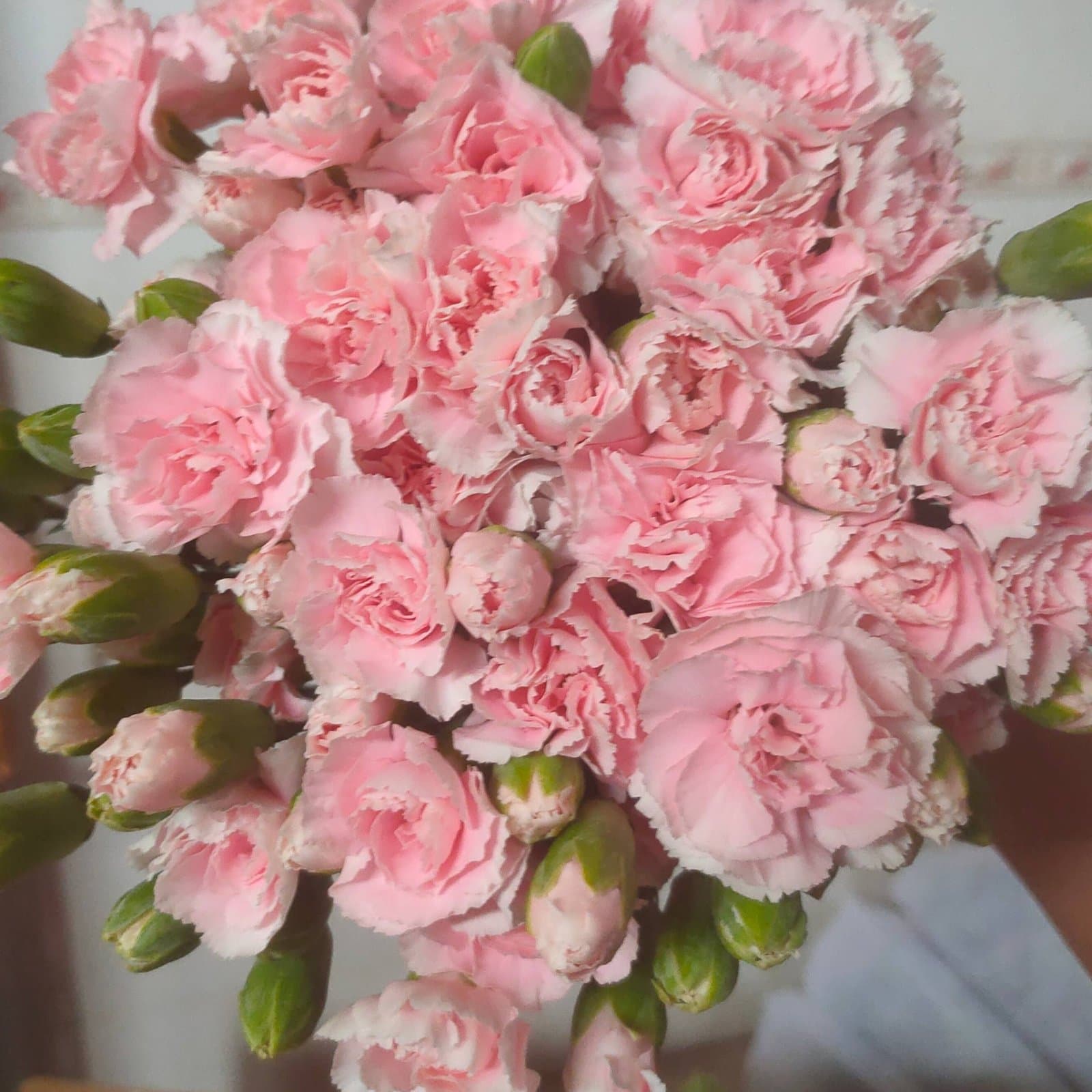 Pink Prince Spray Carnation