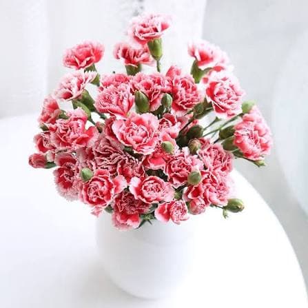 Scarlett Spray Carnation