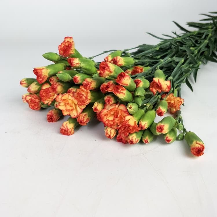 Samba Spray Carnation