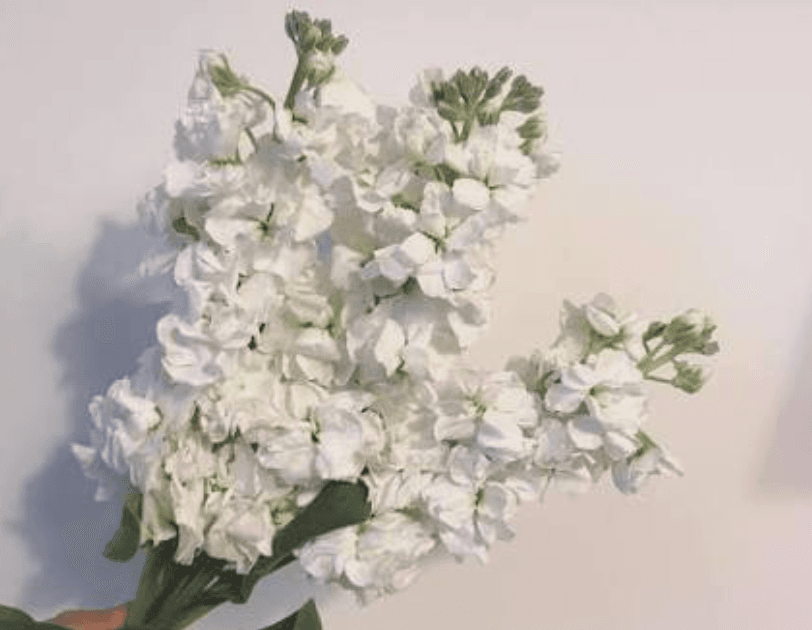 White Stock