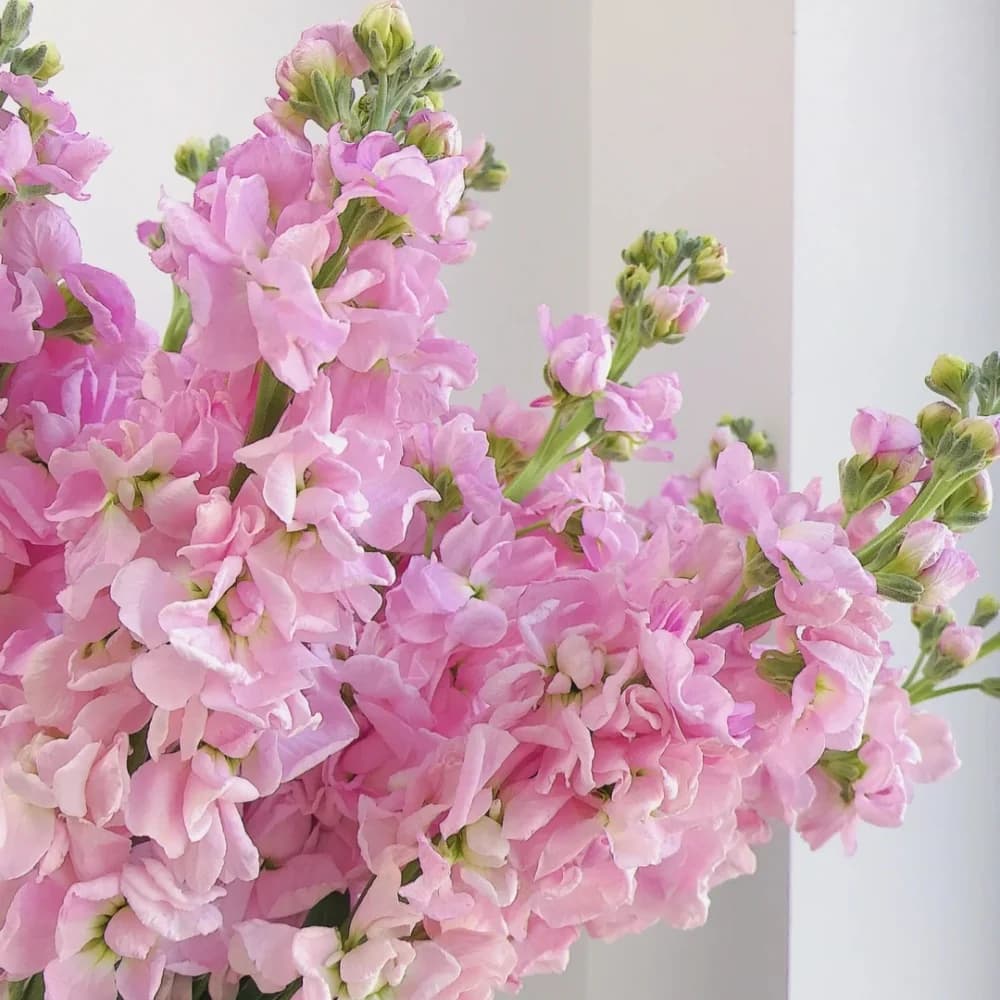 Pink Stock