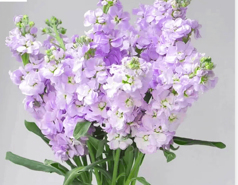 Light Purple Stock
