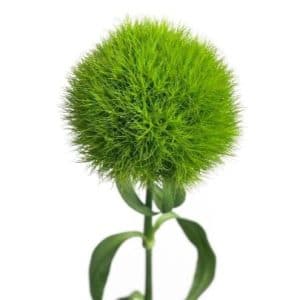 Green Ball Dianthus