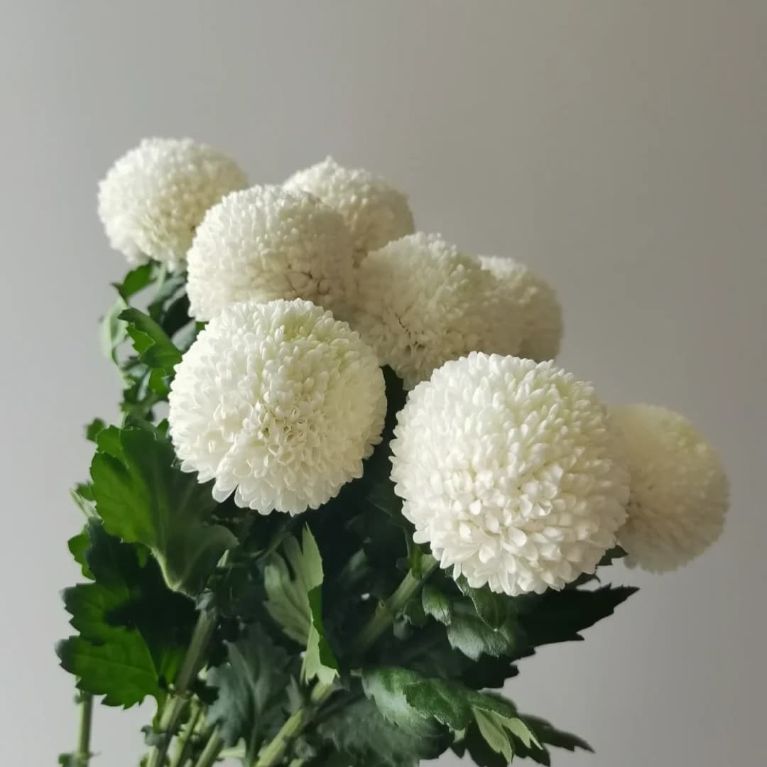 White Ping Pong Mum