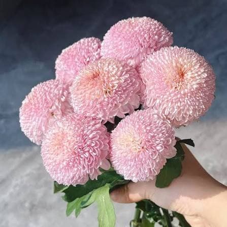 Pink Ping Pong Mum
