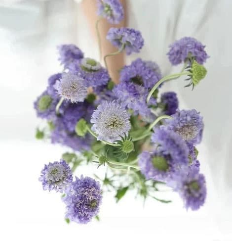 Scabiosa