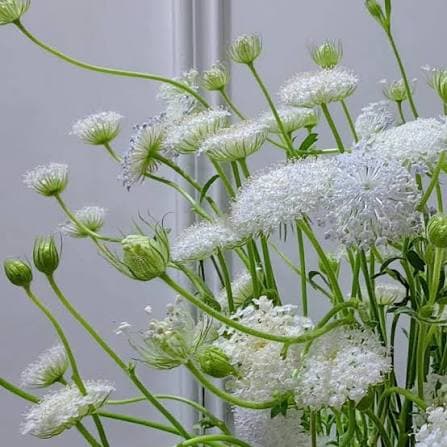 White Trachelium