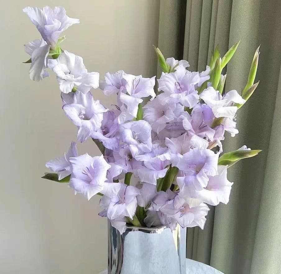 香芋紫剑兰