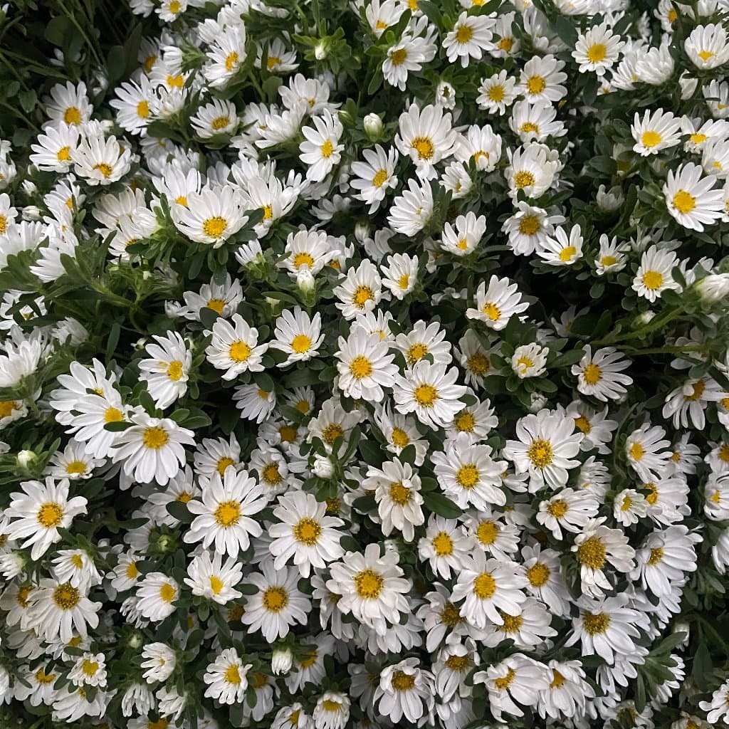White Mini Chrysanthemum