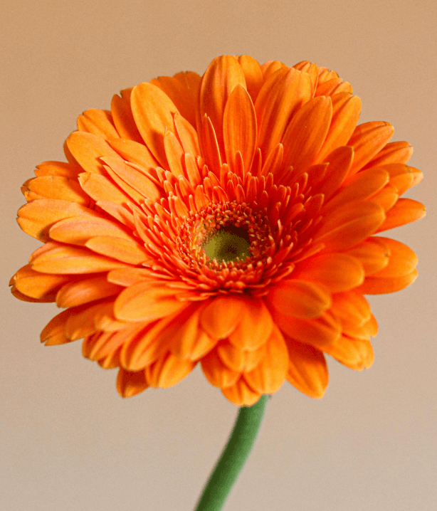 Orange Gerbera